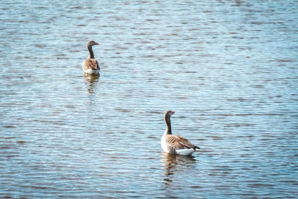 Geese in a park's pond